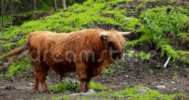 高地<strong>牛牛</strong>在夏季牧场上放牧. 夏天，苏格兰<strong>牛牛</strong>在草甸散步. 4K